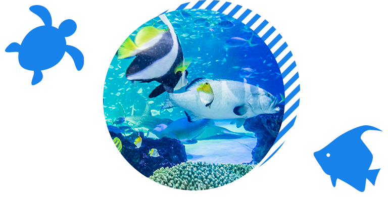 海の生き物の動画配信マリンシアターの特徴